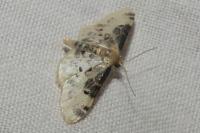 Idaea filicata
