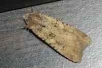Peridroma saucia