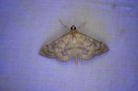 Patania ruralis