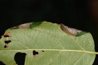 Callisto denticulella