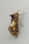 Chrysodeixis chalcites