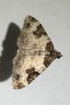 Xanthorhoe fluctuata