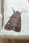 Lacanobia oleracea