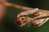 Coleophora glaucicolella
