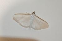 Palpita vitrealis