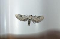 Eupithecia centaureata