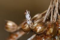 Coleophora glaucicolella
