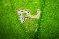 Stigmella tiliae