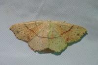 Cyclophora punctaria