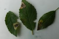 Stigmella plagicolella