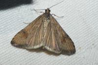 Nomophila noctuella