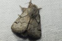 Trichiura crataegi
