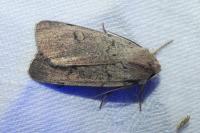 Xestia castanea