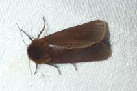 Phragmatobia fuliginosa