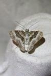 Epirrhoe alternata