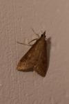 Udea ferrugalis