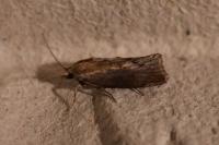 Galleria mellonella