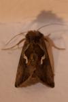 Macdunnoughia confusa