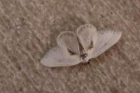 Cilix glaucata/hispanica