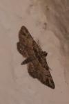Gymnoscelis rufifasciata