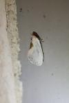 Cilix glaucata/hispanica