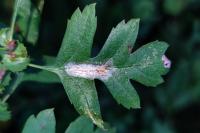 Phyllonorycter corylifoliella
