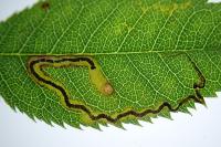 Stigmella centifoliella