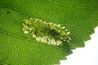 Phyllonorycter rajella