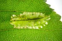 Phyllonorycter rajella
