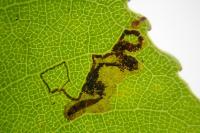 Stigmella trimaculella