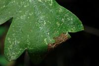 Parornix anglicella