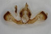Dryobotodes tenebrosa