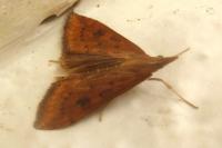 Udea ferrugalis