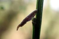 Coleophora calycotomella