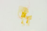 Ptocheuusa paupella