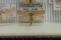Agonopterix subpropinquella
