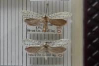 Yponomeuta malinella