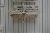 Yponomeuta padella