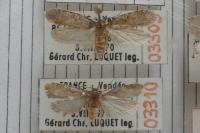Agonopterix curvipunctosa