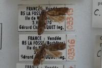 Clavigesta sylvestrana