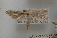 Emmelina argoteles/monodactyla