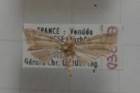 Ephestia elutella