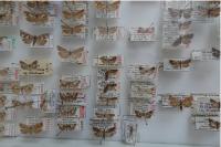 Clavigesta sylvestrana