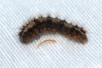 Nola cucullatella