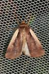 Ochropleura plecta