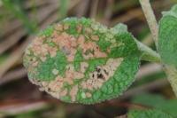 Scythris cistorum