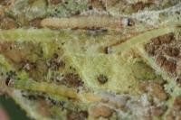 Scythris cistorum