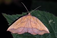 Epione repandaria