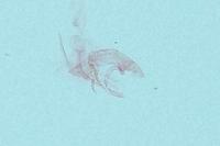 Bryotropha affinis