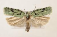Acleris literana
